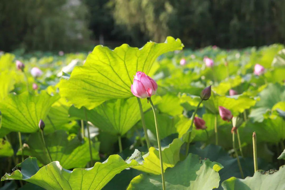 使夏雨变香就像嫩绿的草初夏中的你夏风亦凉爽,亦漂亮夏天该很好,你若