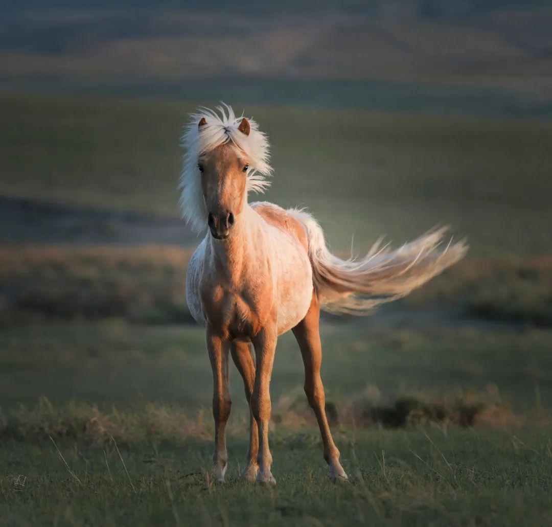 图说草原草原上的蒙古马