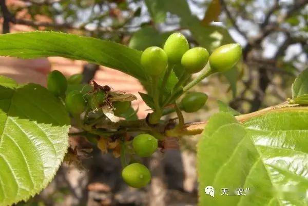 车厘子双子果多有好办法吗?_栽培