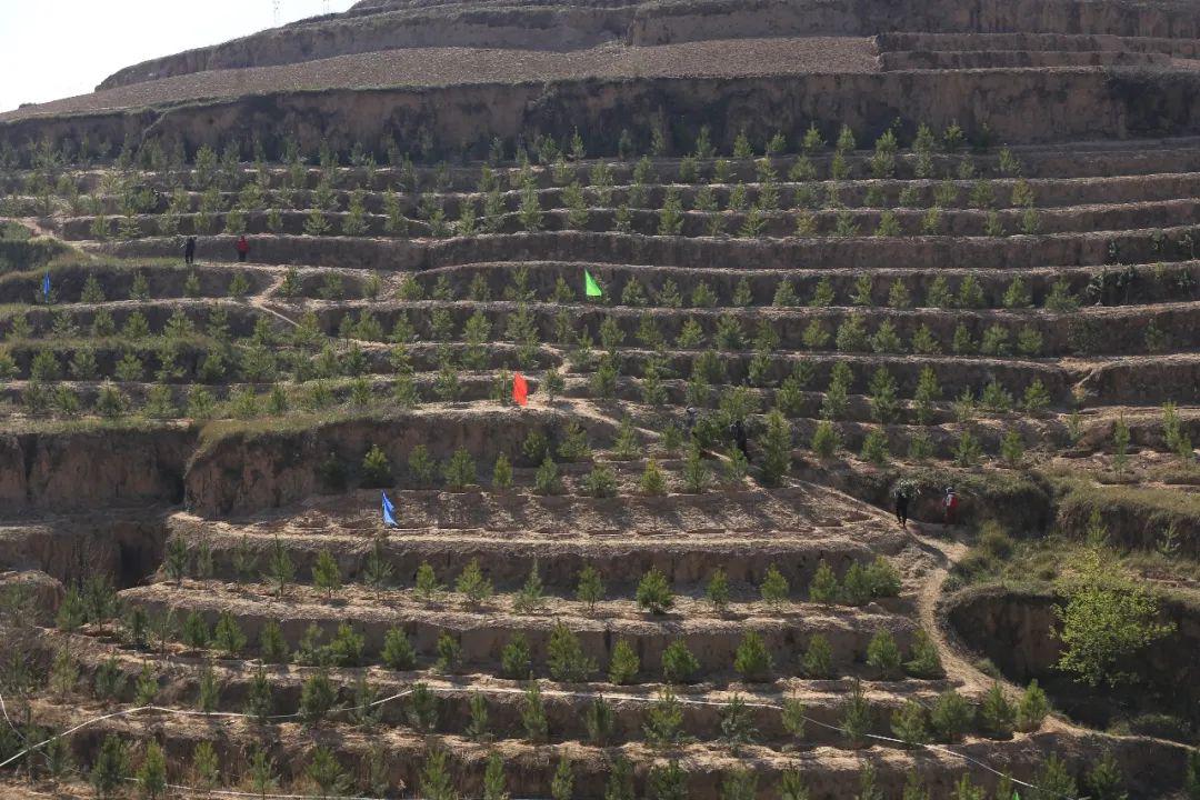 关注绥德峁梁沟壑披新绿干群植树劲头浓