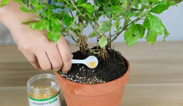 原创养花自制肥春天正施肥氮磷钾肥别买家里就有