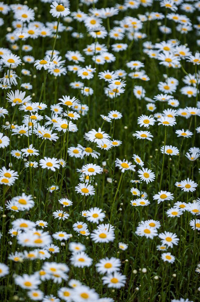 花满婺城丨金华山上4000㎡小雏菊花海清新且有灵性,美到爆炸!