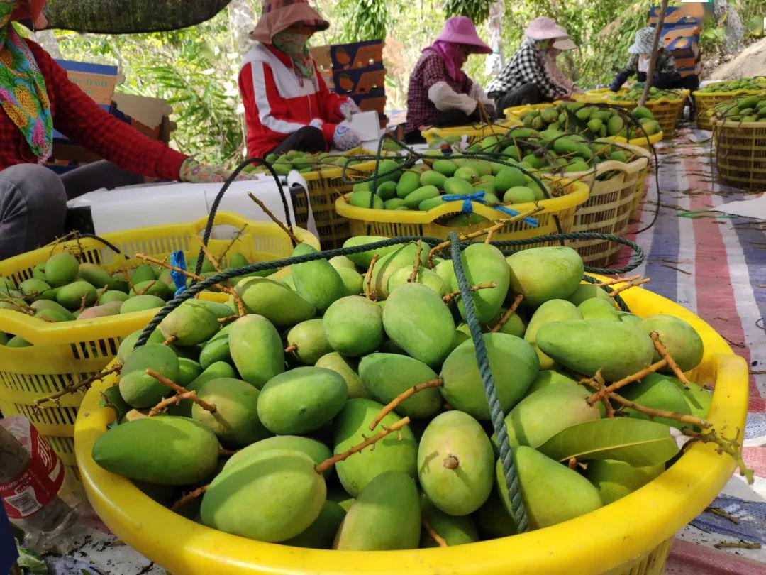 甜嫩爽滑还多汁的小台农芒果太馋人了连吃两三斤都嫌少