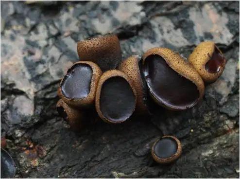 健康有约野生蘑菇不要随便采浙江常见毒蘑菇有这些