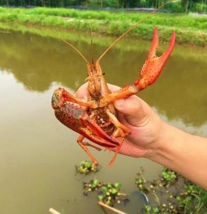is here钓龙虾的夏天来咯我(小龙虾)准备好了你准备好了吗小时候我