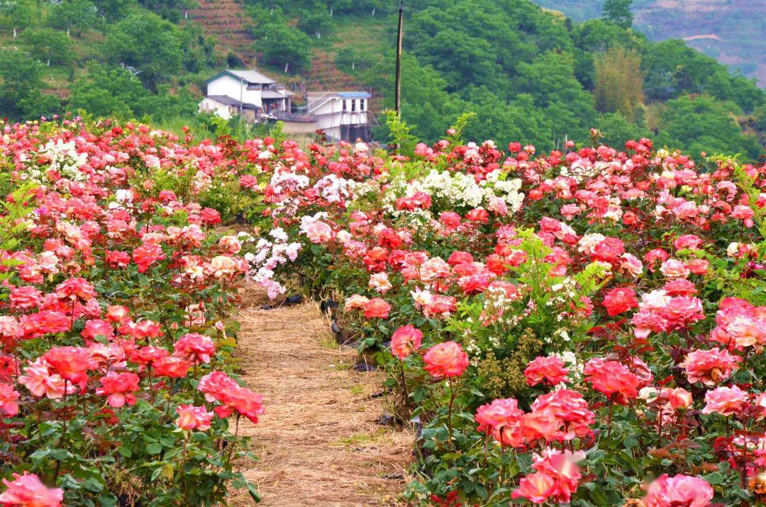 走进花海,上万株的玫瑰花争奇斗艳,成为初夏游客赏花的网红打卡地