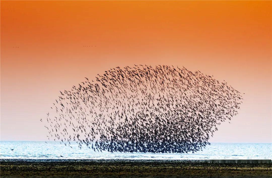 我和鸟浪有个约会营口鸟浪摄影作品网上展二