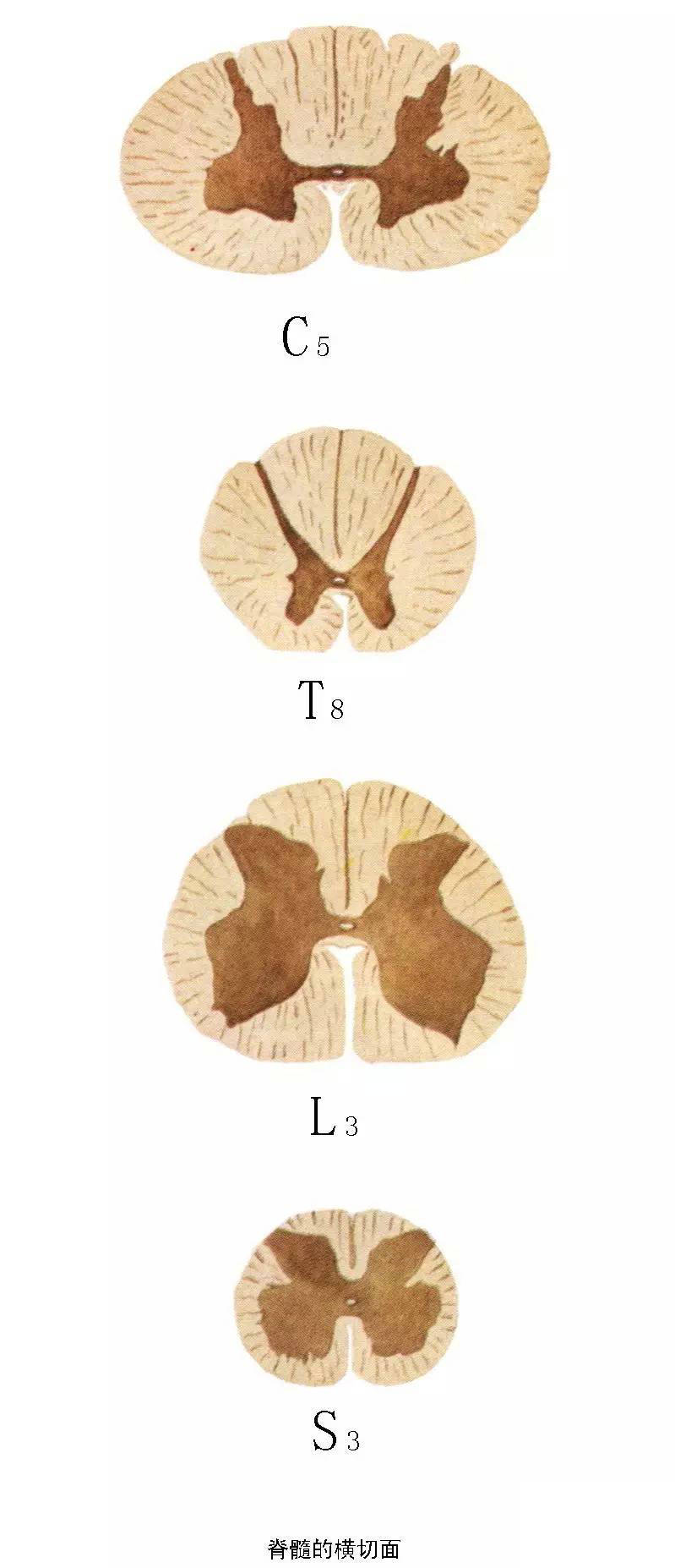 脊髓横断面彩色图片