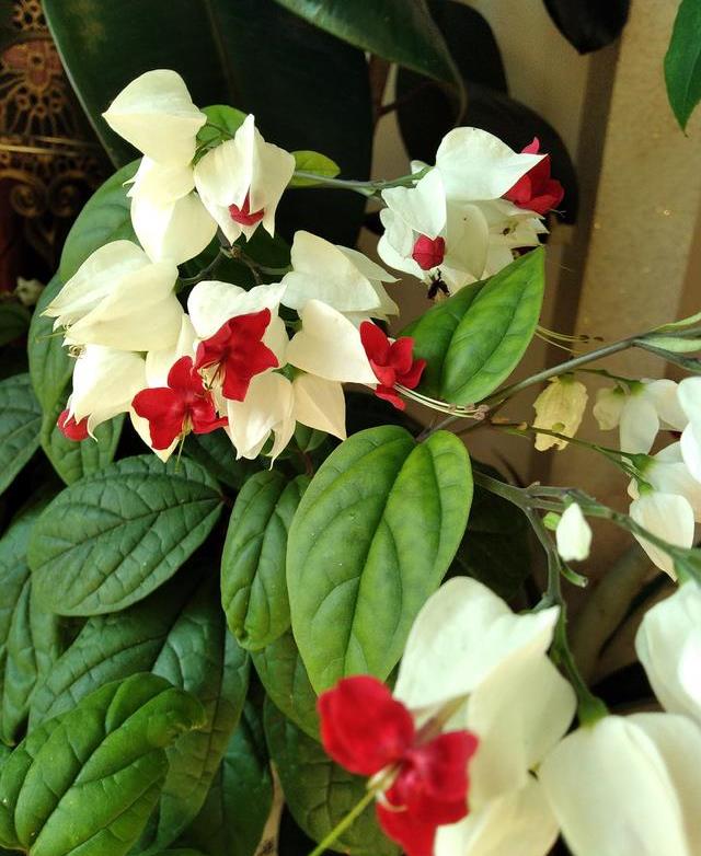 态龙珠好看又好养寓意也好的花卉