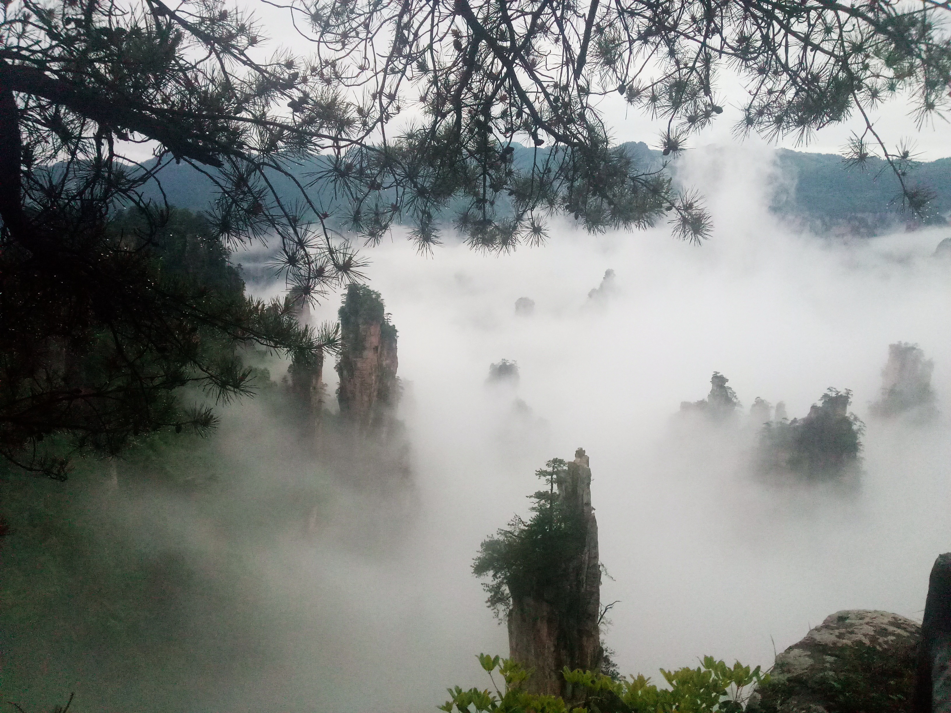 張家界武陵源:天子山夏雨霏霏雲霧嫋嫋美若夢幻