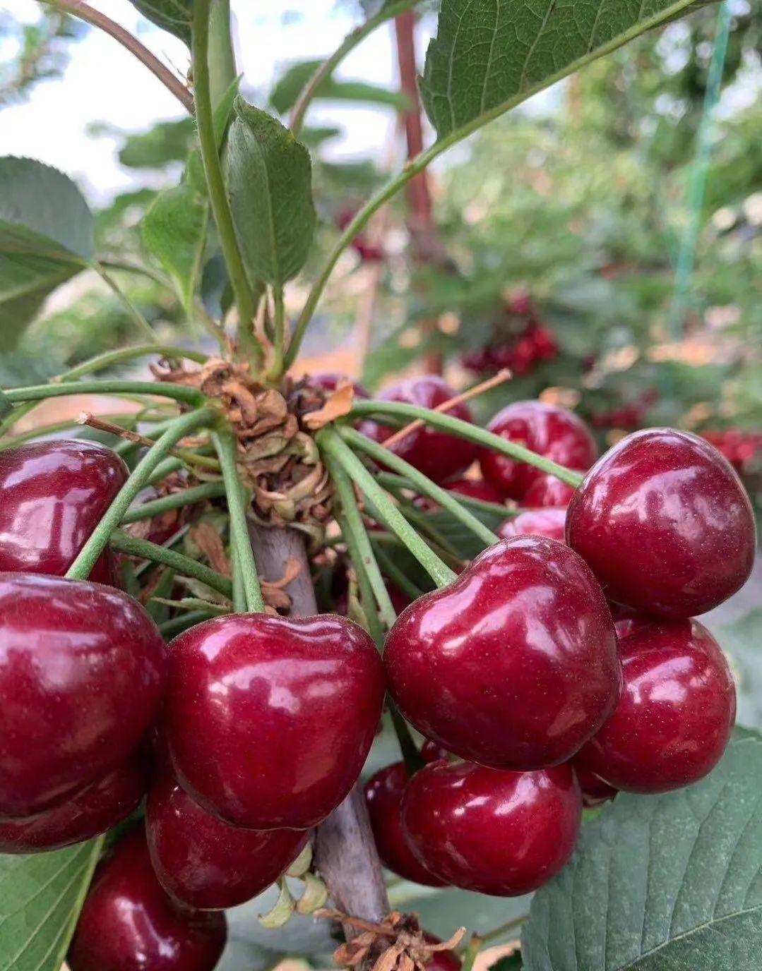 香甜可口肉质脆而不软光泽透亮产地临朐,安丘,平度等美早大樱桃甘甜多