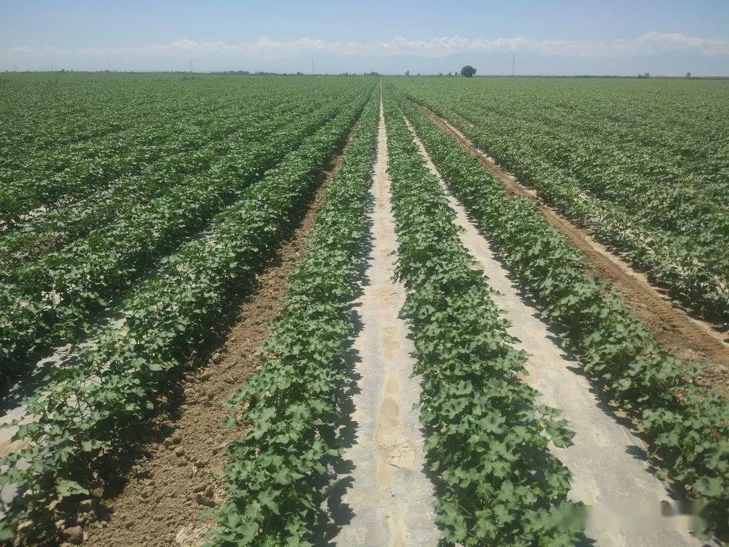 棉花六大微量元素缺素症的识与治