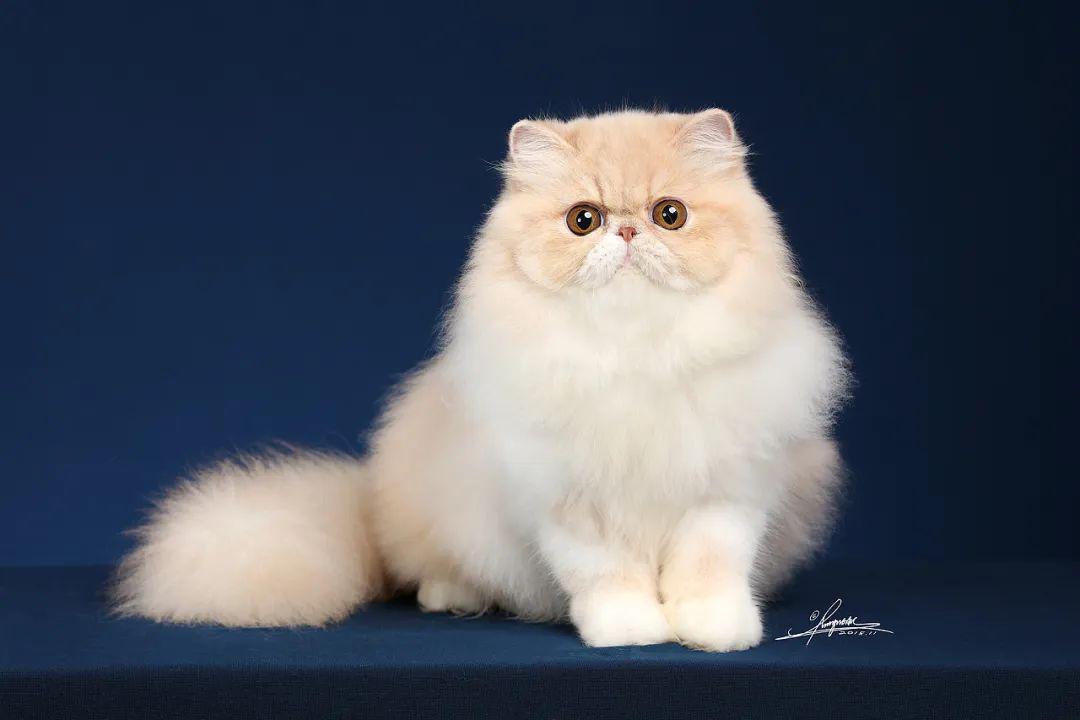 最美猫咪排行榜第一名不接受反驳不服来战