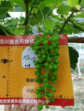 技术图解夏黑葡萄疏果那些事儿