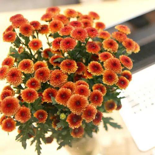 纽扣菊如鬼马小精灵般的花朵