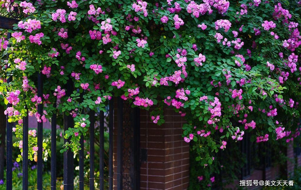 5月最美不过蔷薇开