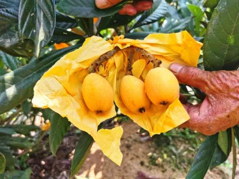 东西岩送枇杷啦免费送比520更甜的是我们为您准备的枇杷