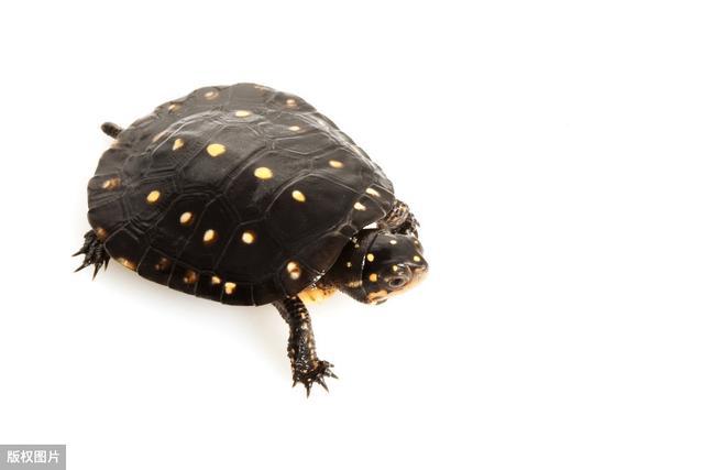 星点水龟怎么养?龟友们的新选择,把满身星星的精灵养在缸里