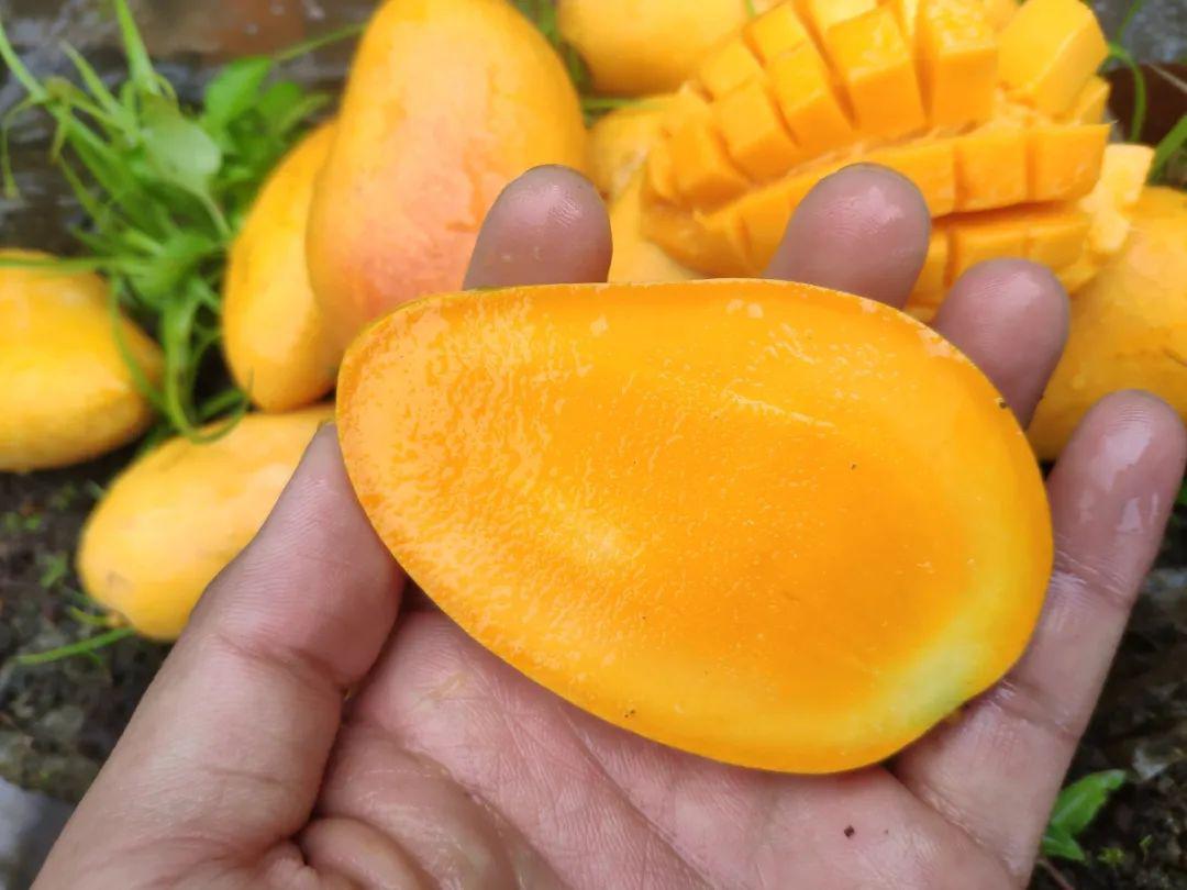 甜嫩爽滑还多汁的小台农芒果太馋人了连吃两三斤都嫌少
