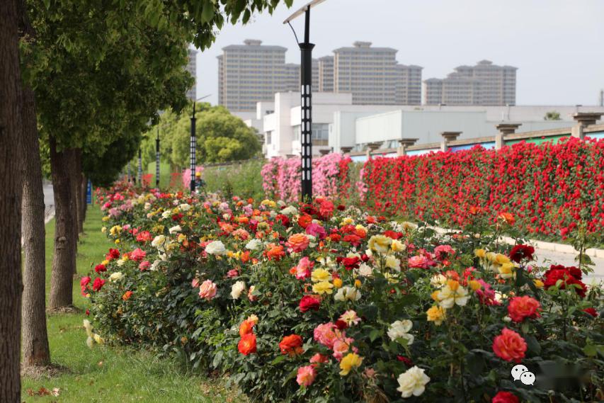 黄浦瑞金南路黄浦半淞园路普陀泸定路月季花道跟着绿容君走起~~倒数3
