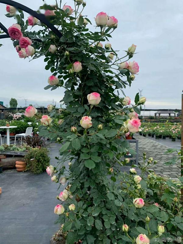 如兰分享海妈的花园4月季牵引