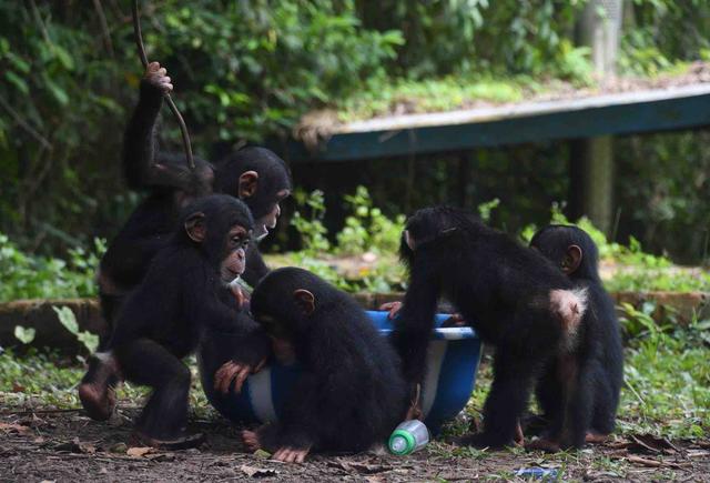 人类和黑猩猩都是群居动物为什么群体规模相差那么大