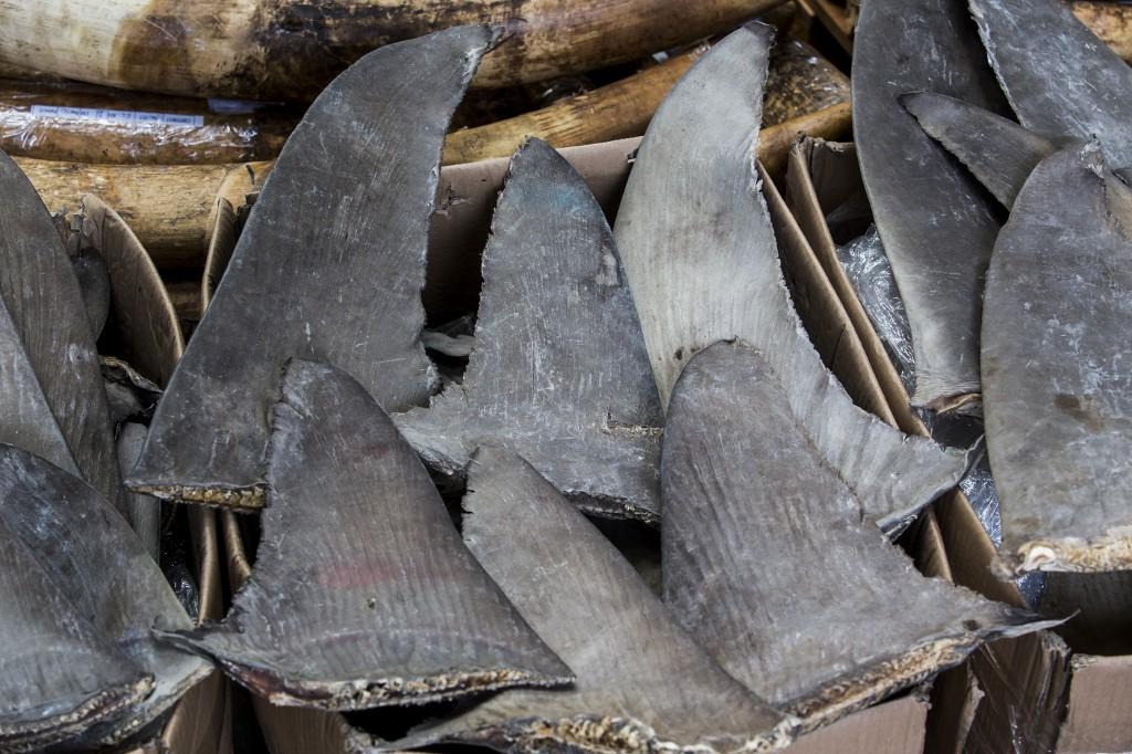 香港海关破获大宗走私鱼翅案3万余条濒危鲨鱼被捕杀或将罚款1000万