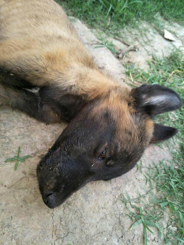 原创高价买的马犬卖家说打了两针了养了两个月还是走了