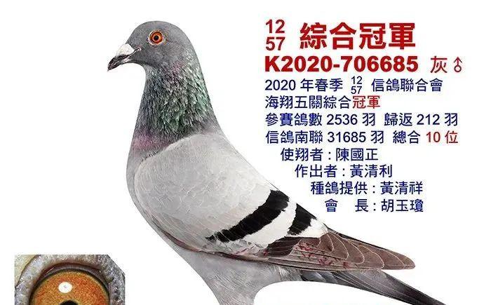 图集8羽台湾海翔冠军鸽欣赏灰鸽占7羽