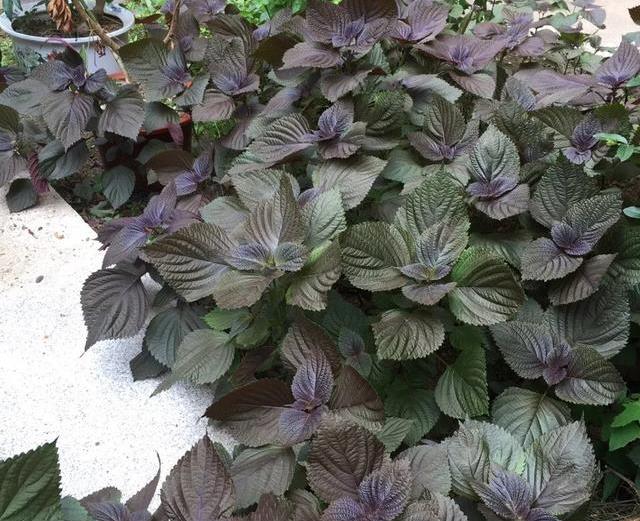 原创春天最爱养的8种花一盆堪比小药箱身体越来越健康