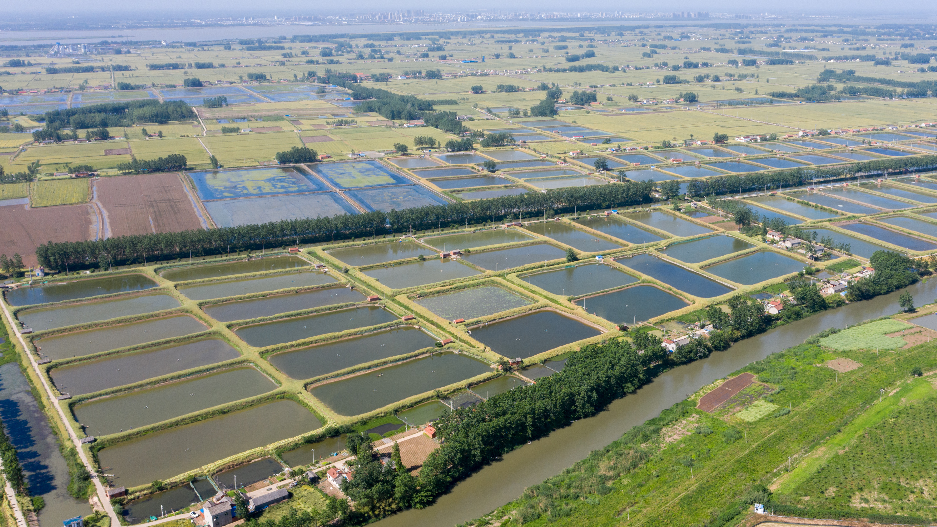 这是5月12日拍摄的江苏省金湖县水产养殖基地(无人机照片)