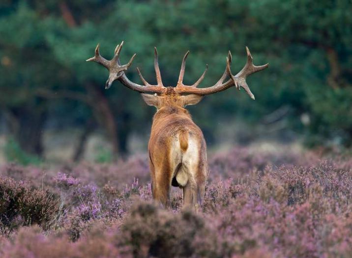 春夏养阳以鹿温煦