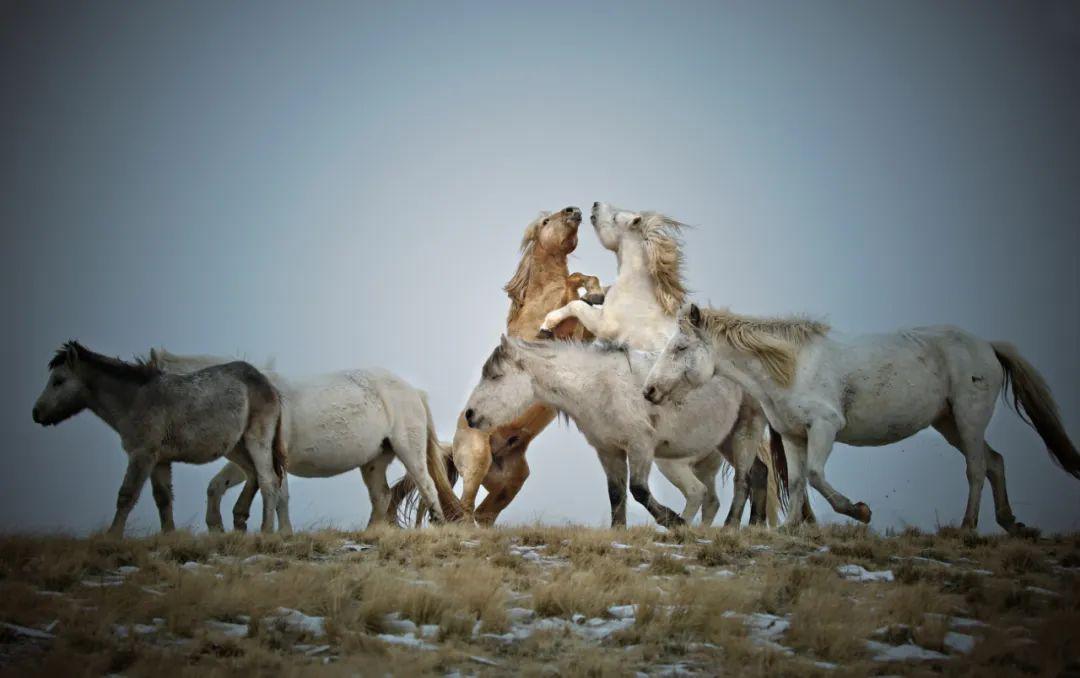 图说草原草原上的蒙古马