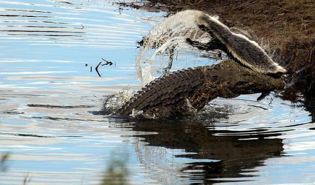 特别是它那拿手绝技"死亡翻滚",能够轻易的将动物进行肢解