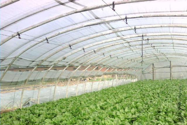 温室连栋大棚建造反季节种植蔬菜如何选择