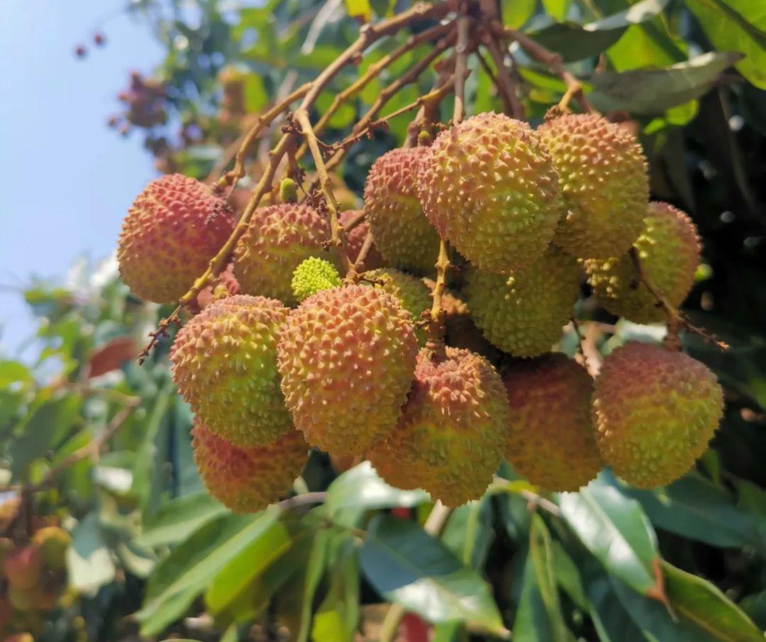快来尝鲜海南妃子笑荔枝鲜甜多汁核小肉多