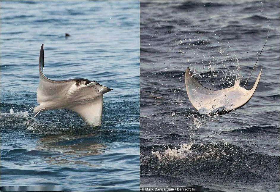 科普|这种鱼不仅形状像风筝,还真的会"飞"_来源