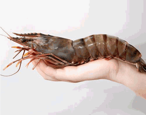 品质超好的越南进口活冻黑虎虾今天99元三盒带回家