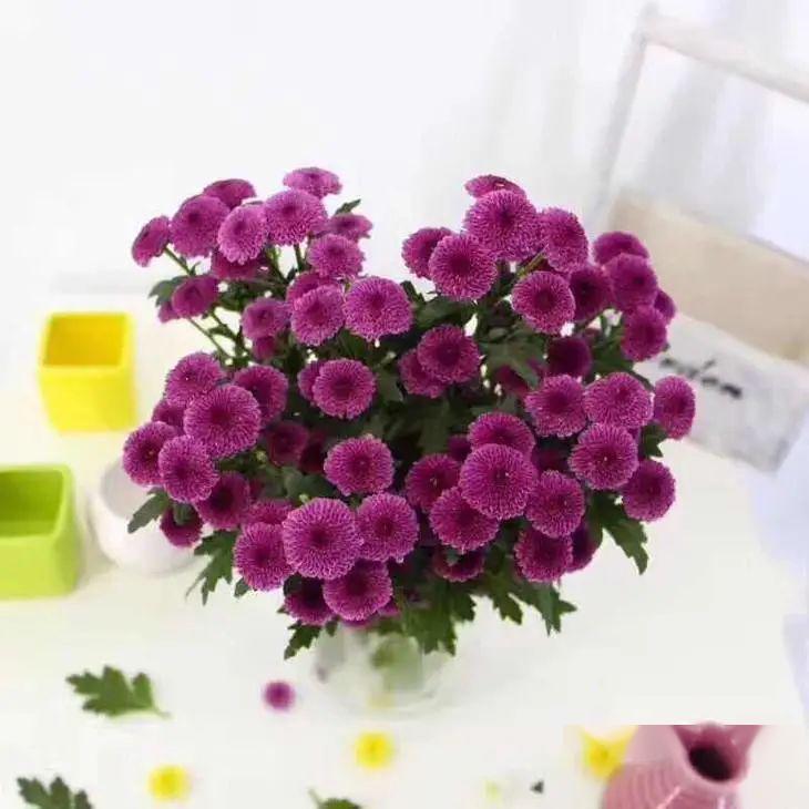 纽扣菊:如鬼马小精灵般的花朵