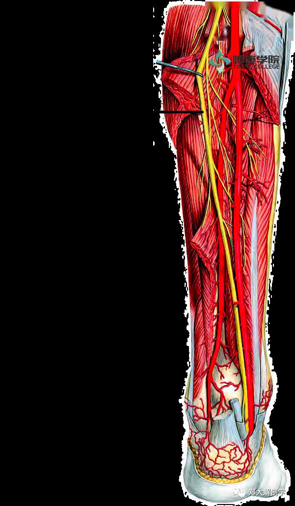 經由膕窩中部沿直線向小腿走行直至內踝後方,走行在比目魚肌深處,小腿