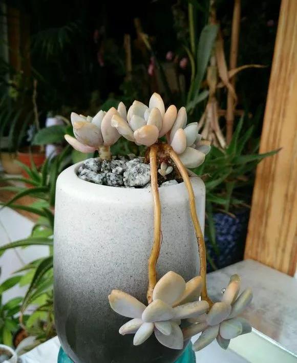 原创冬美人胧月和姬胧月超好养的多肉品种随便养养成老桩