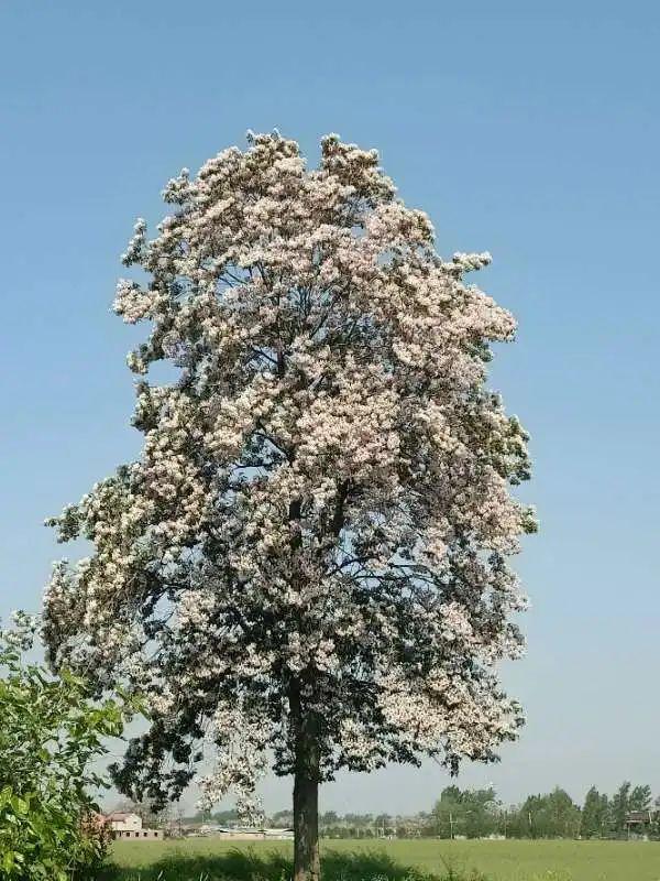 楸树的一生图片图片