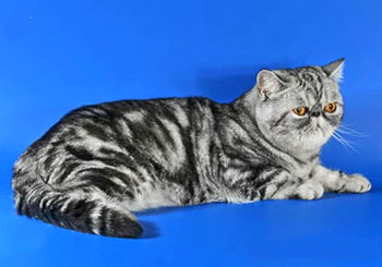 孟买猫 bombay美国卷耳猫 american curl越南猫 tonkinese暹逻猫