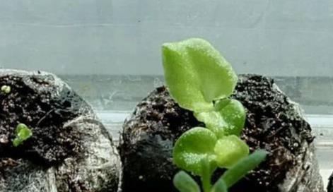 原创养花四季海棠播种到开花完整记录美极了