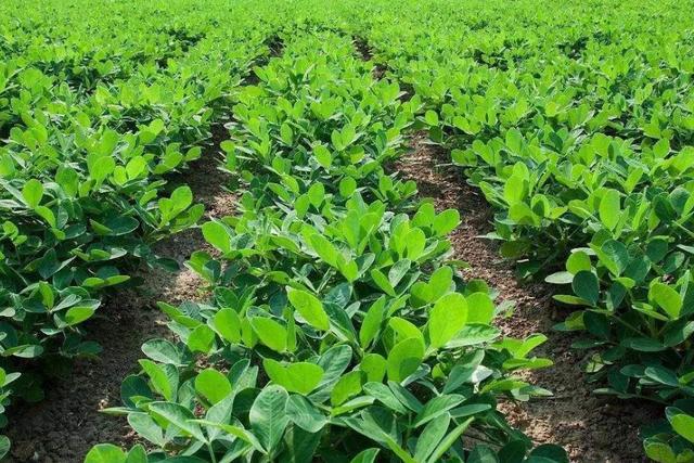 想要花生高产,一定要注意这几个问题,建议果农收藏_种植