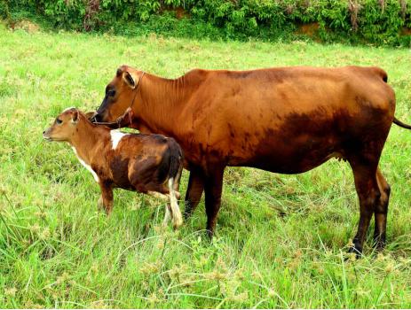 "黄平好牛"生长在好山好水好地方黄平县空气清新,水土无污染,生态环境