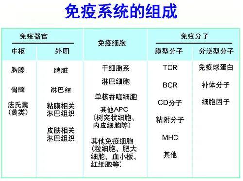 闌尾,胸腺等),免疫細胞(淋巴細胞,單核吞噬細胞,中性粒細胞,嗜鹼粒