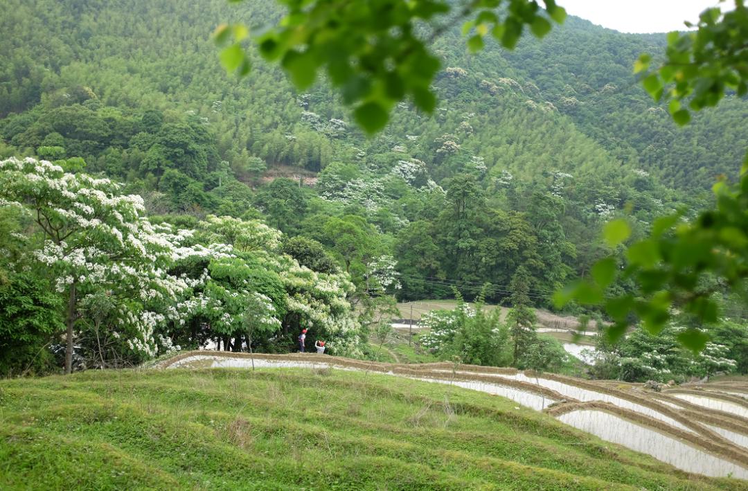 风景独好人间四月芳菲尽寻乌桐花百里香