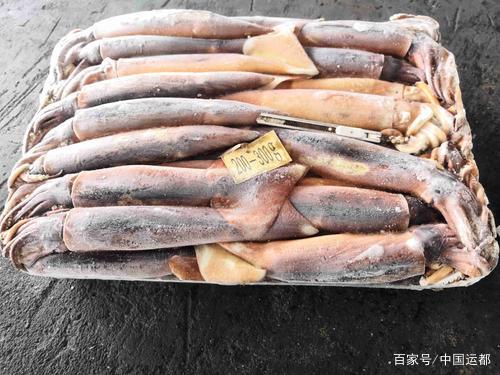 搜图请点击输入图片描述秘鲁鱿鱼也叫茎柔鱼,美洲大赤鱿.