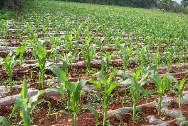 玉米苗後除草劑就下雨了該咋辦還重打嗎